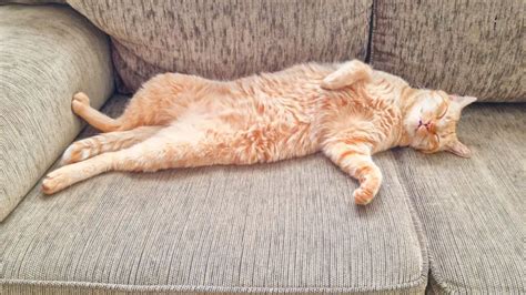 luie kat die het liefst lasagne eet
